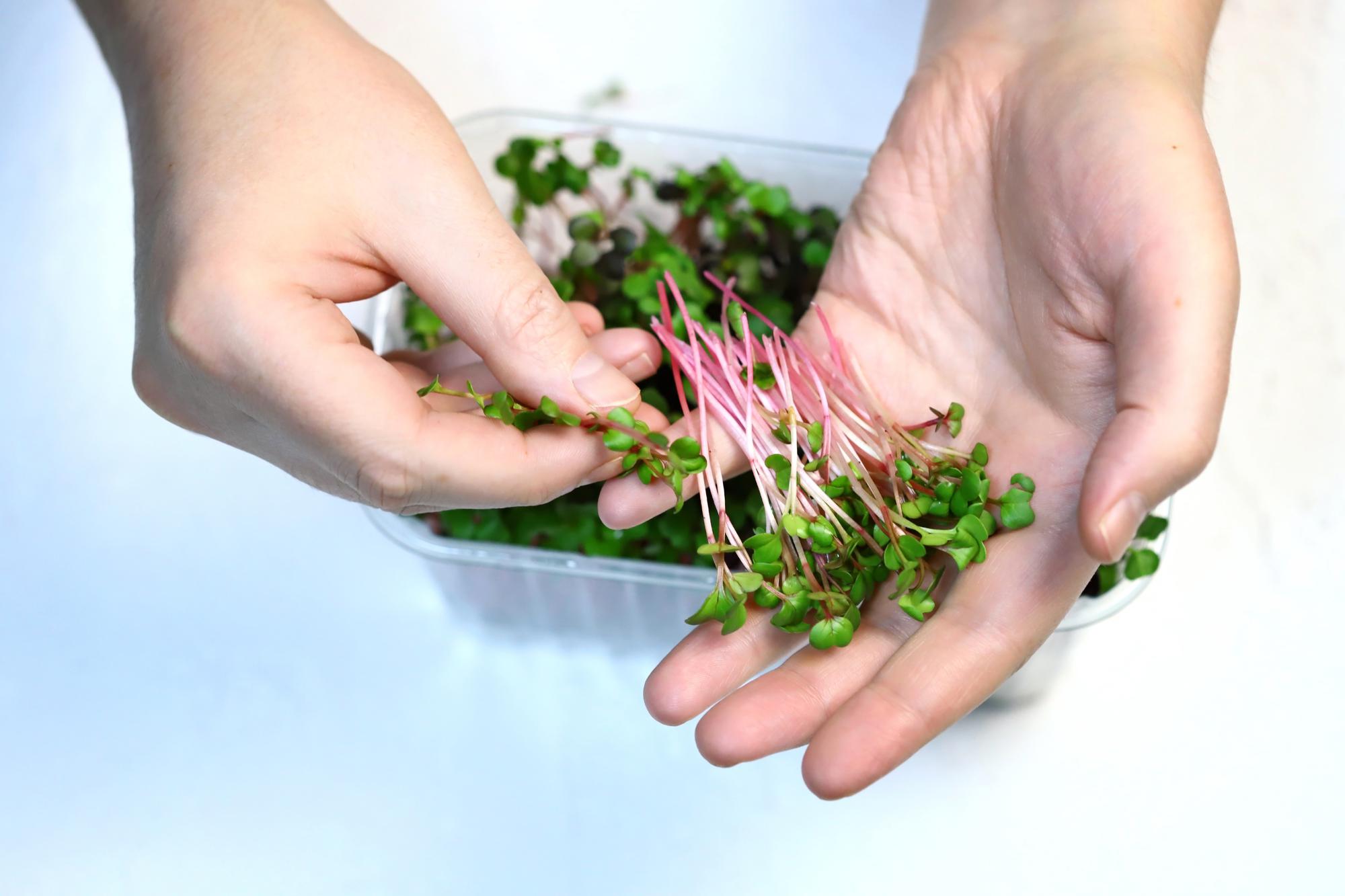 Hands arranging microgreens on a dish